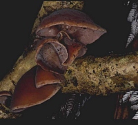wood ear (Auricularia cornea)